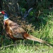 a plucky pheasant by cam365pix