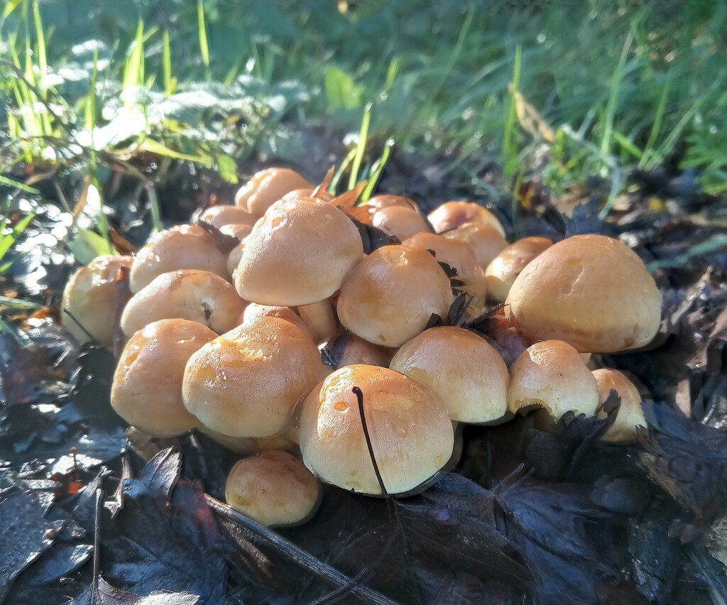 Fungi by 365projectorgjoworboys