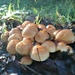 Fungi by 365projectorgjoworboys