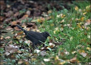 5th Nov 2022 - Hooray a blackbird at last