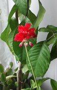 5th Nov 2022 - Red geranium flower abd two plants.