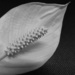 Monochrome Peace Lily by mumswaby
