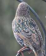 5th Nov 2022 - The Colours of a Starling