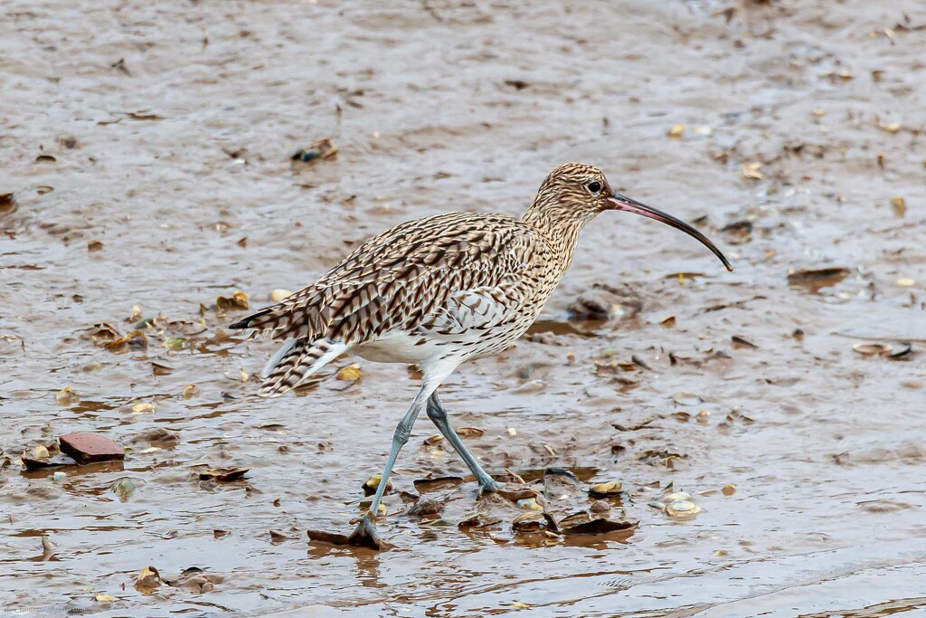  Curlew 05 11 2022 by padlock
