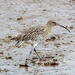  Curlew 05 11 2022