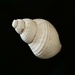 Whelk Shell by philm666