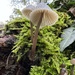 Under the fungi  by gaillambert
