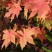 Autumn colour by judithdeacon