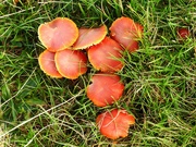 29th Oct 2022 - Toadstools