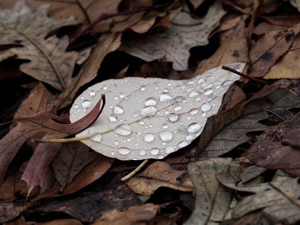 droplets on a leaf by rminer