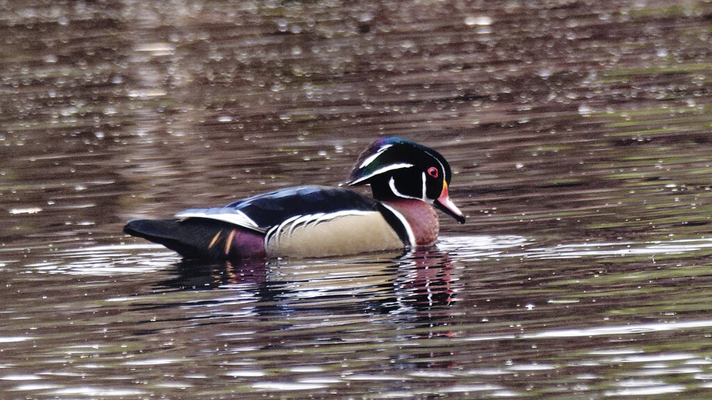 wood duck  by rminer