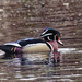 wood duck  by rminer