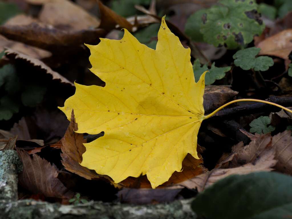 Yellow maple leaf  by rminer
