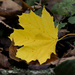 Yellow maple leaf 