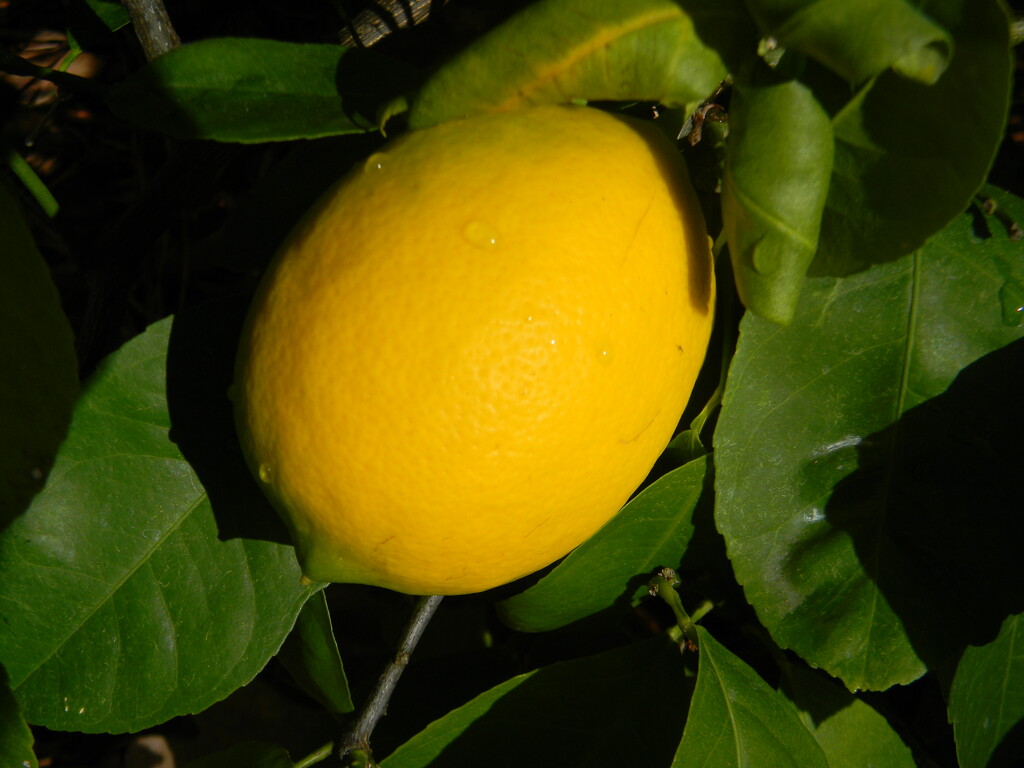 Lemon in Neighbor's Tree  by sfeldphotos