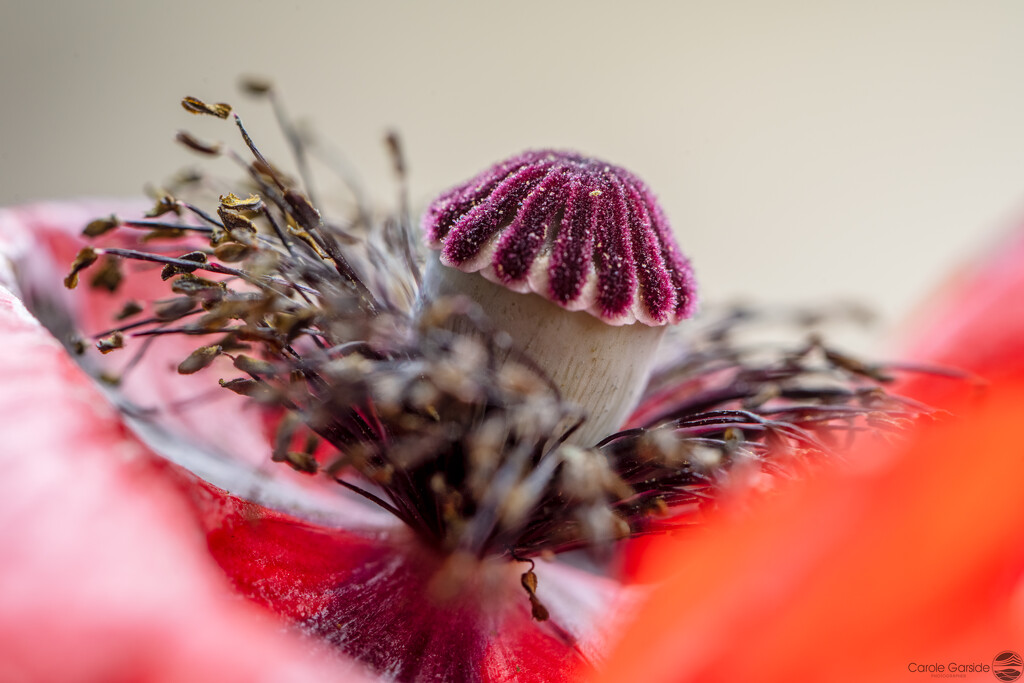 Poppy seeds by yorkshirekiwi