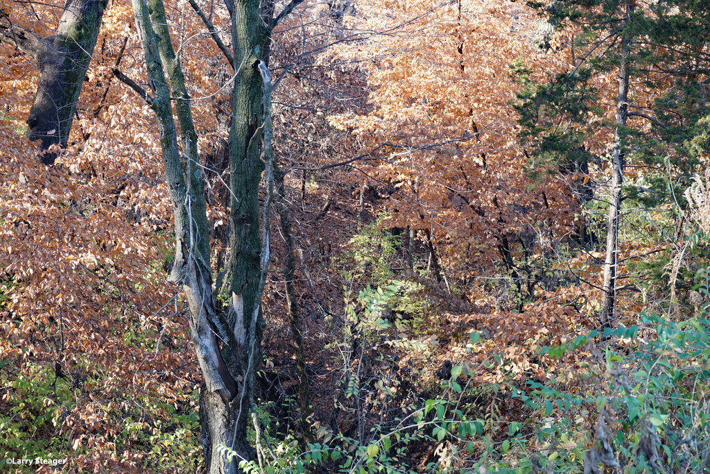 Fall woods by larrysphotos