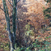 Fall woods by larrysphotos