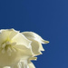 A minimal yucca bloom  by louannwarren