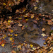 Leaves, stream