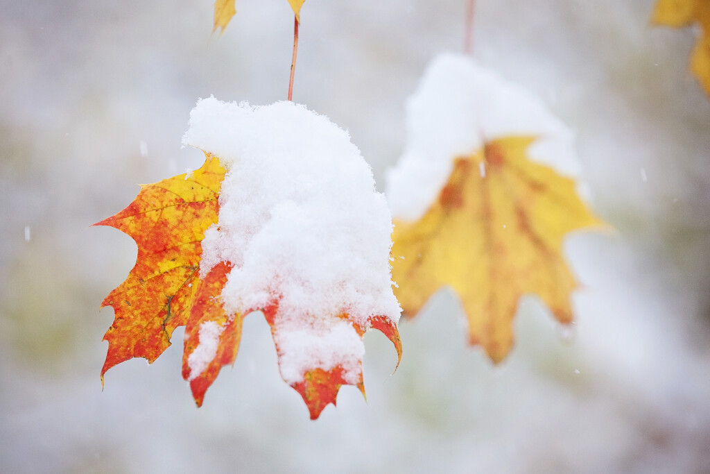 Snow on autumn leaves by kiwichick
