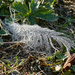 Dewy Feather by gardencat