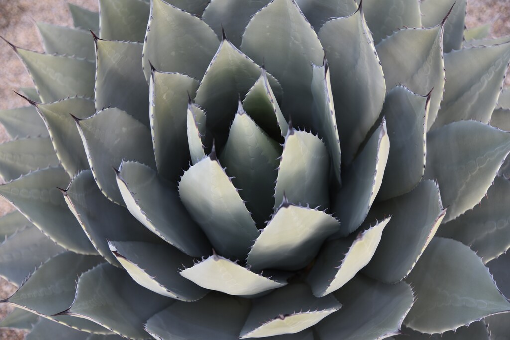 Agave Plant by mamabec