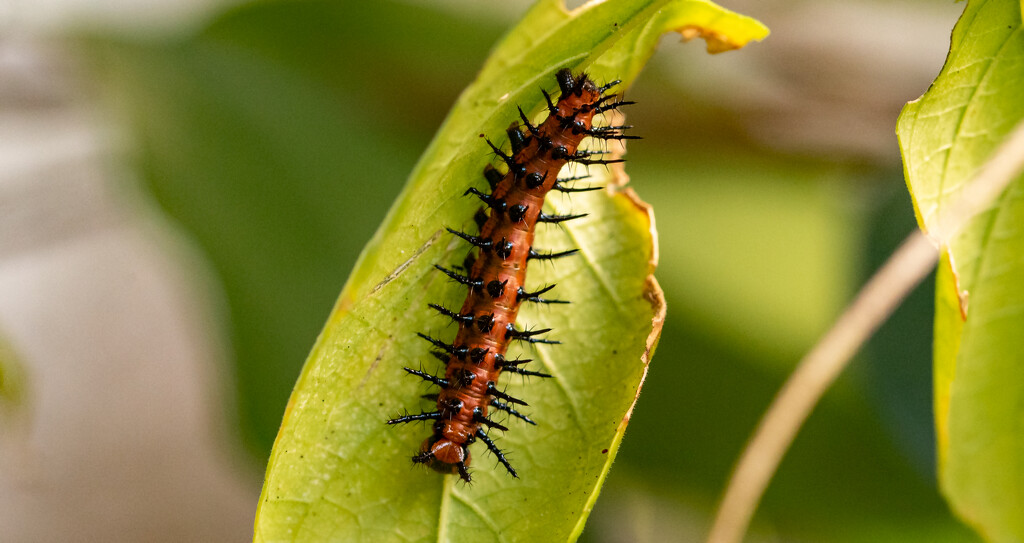 Gulf Fritillary Caterpillar! by rickster549
