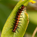 Gulf Fritillary Caterpillar! by rickster549