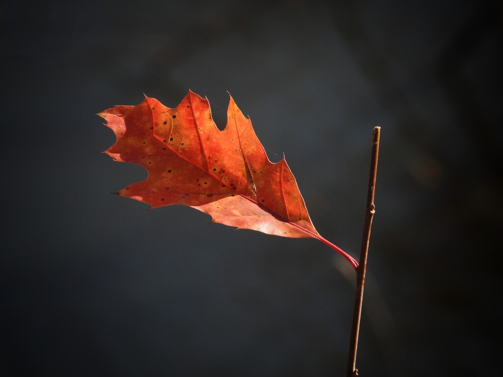 one leaf by amyk