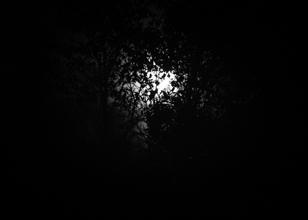 Moonlight Through Branches by epcello