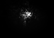 5th Nov 2022 - Moonlight Through Branches