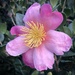 Camellia by loweygrace