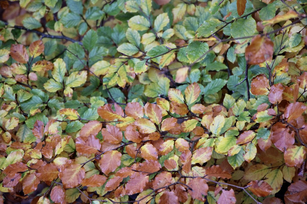Multi-Coloured Beech Leaves by jamibann