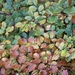 Multi-Coloured Beech Leaves by jamibann