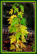 20th Oct 2022 - Maple in Pot