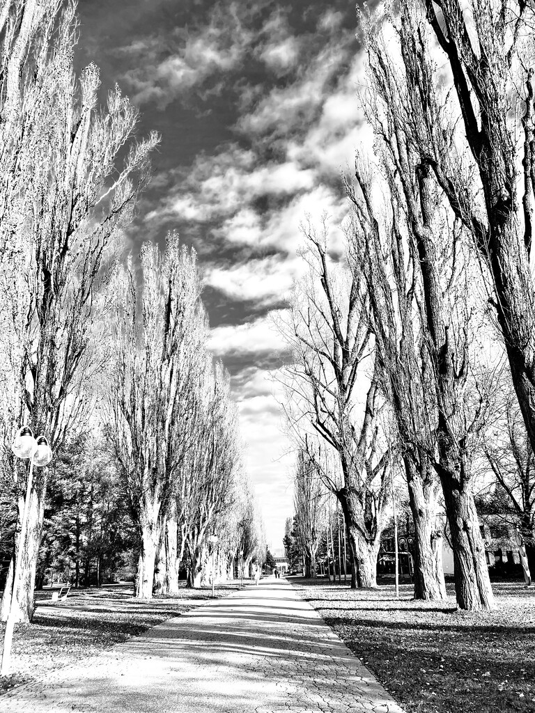 Long shadows on the avenue  by rensala