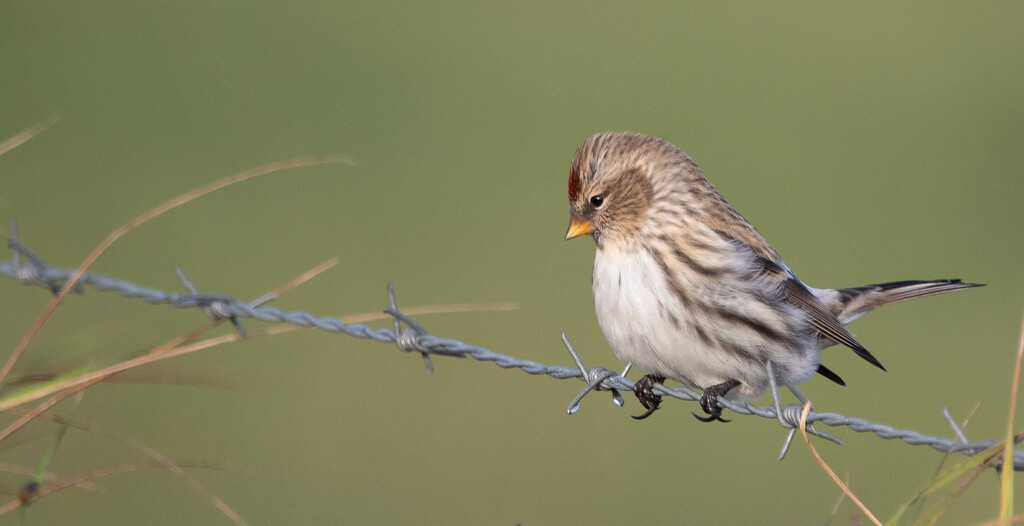 Common Redpoll by lifeat60degrees