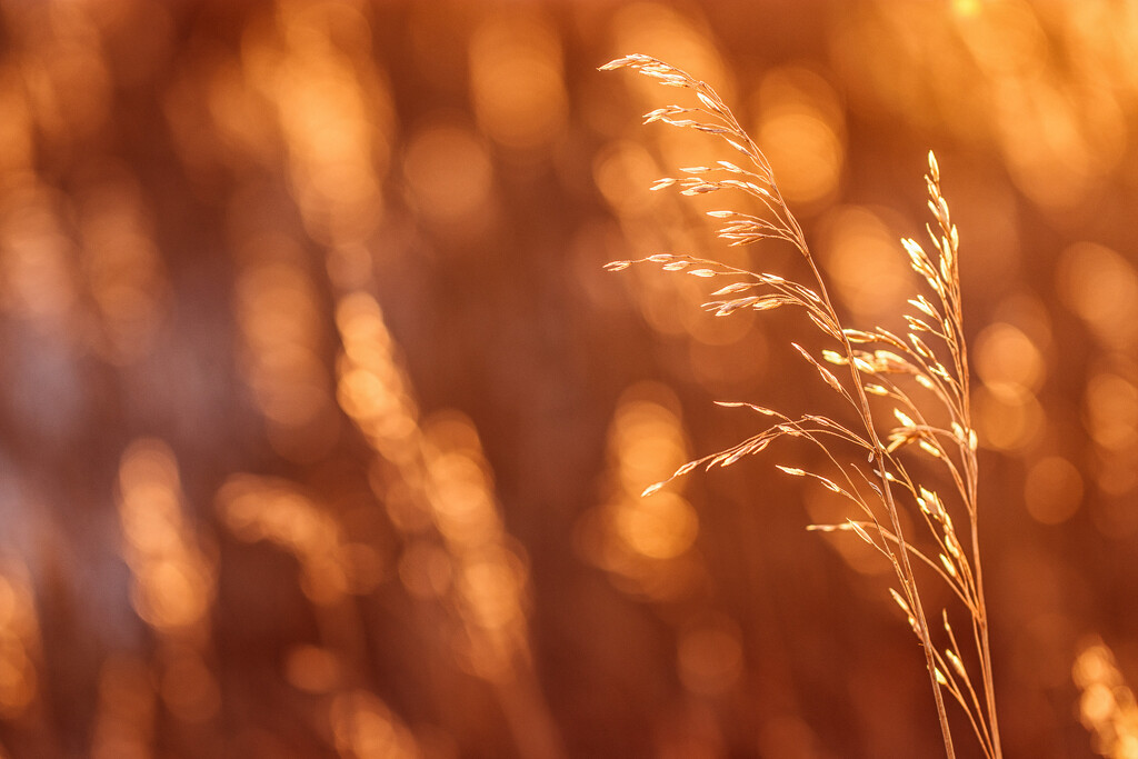 bokeh in the grass by aecasey