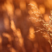bokeh in the grass by aecasey