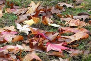 6th Nov 2022 - Carpet of Leaves