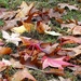 Carpet of Leaves by fishers