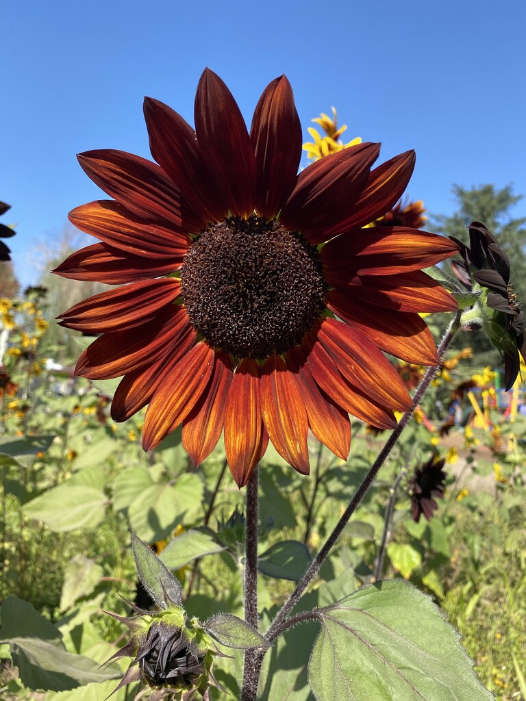 Sunflower by joysfocus