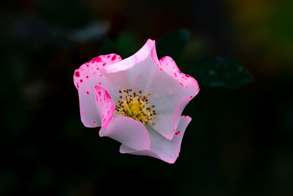 Pink flower by mdaskin