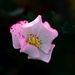 Pink flower by mdaskin