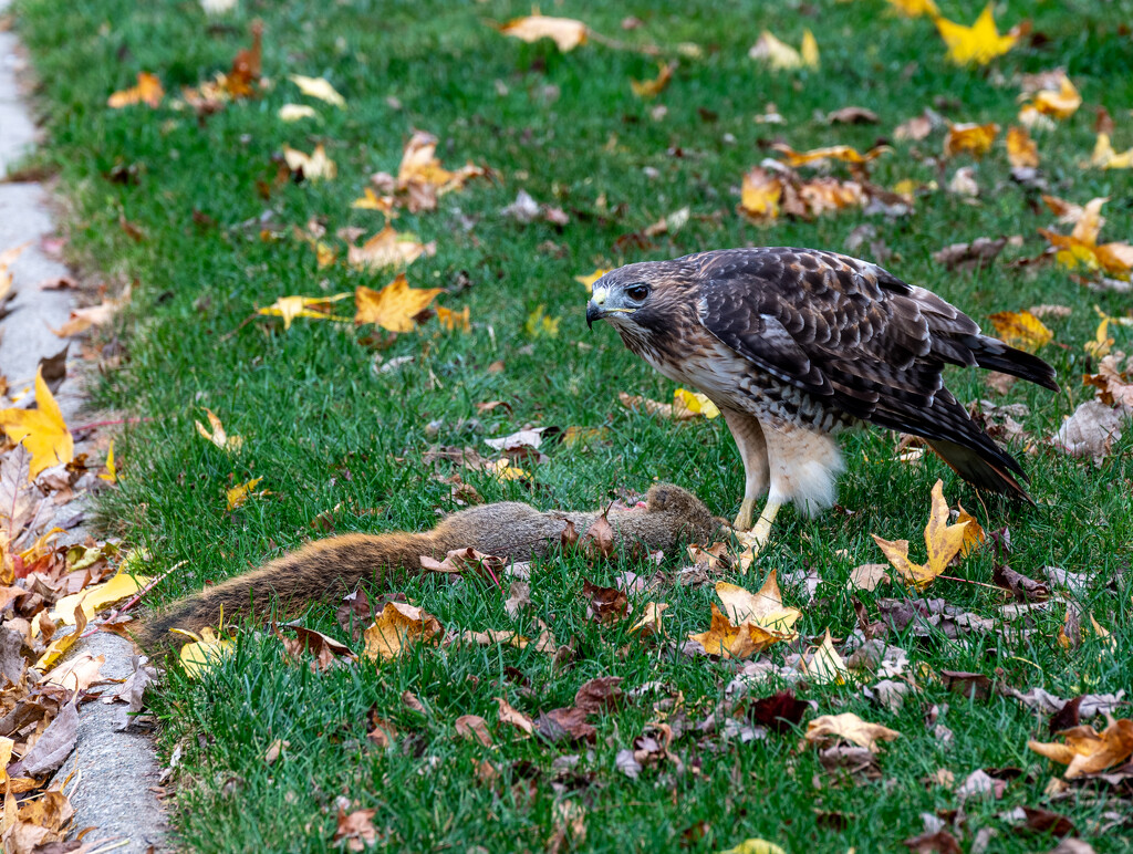 Owl eating a squirrel by mdaskin