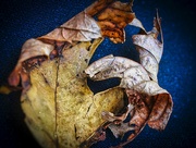 4th Nov 2022 - Beauty in Decay