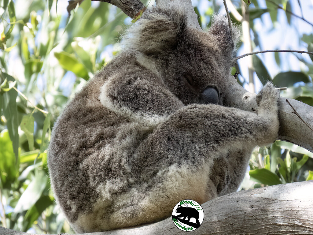 mamma naps by koalagardens