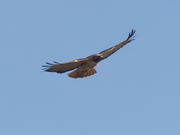 6th Nov 2022 - red-tailed hawk 
