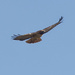 red-tailed hawk 